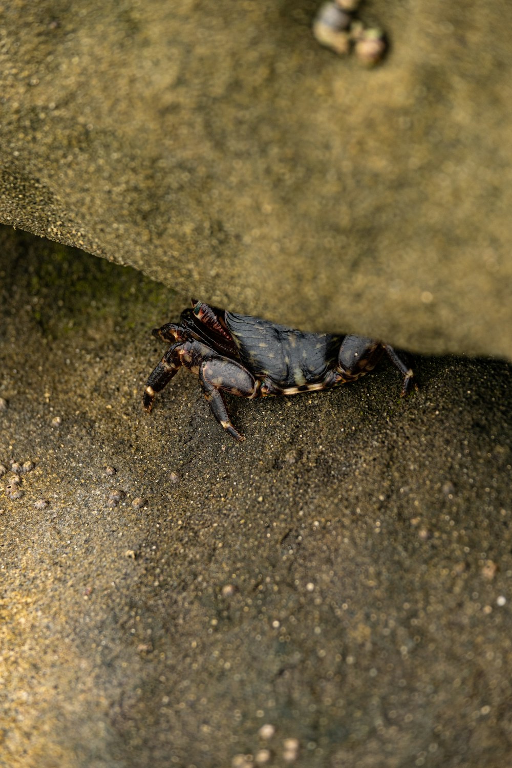 a bug crawling on the ground next to a pair of shoes