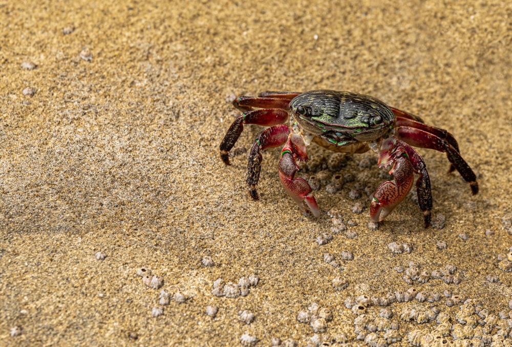 a close up of a crab on the ground