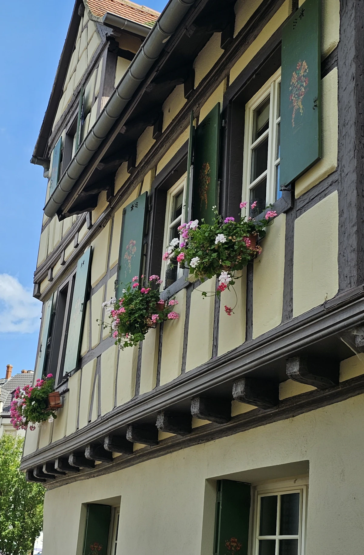 Half timbered Alsatian house with flower boxes in the windows