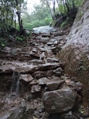 A clean stone pathway after high-pressure water cleaning, surrounded by healthy plants.