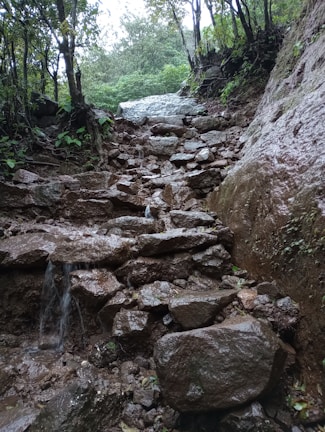 A clean stone pathway after high-pressure water cleaning, surrounded by healthy plants.