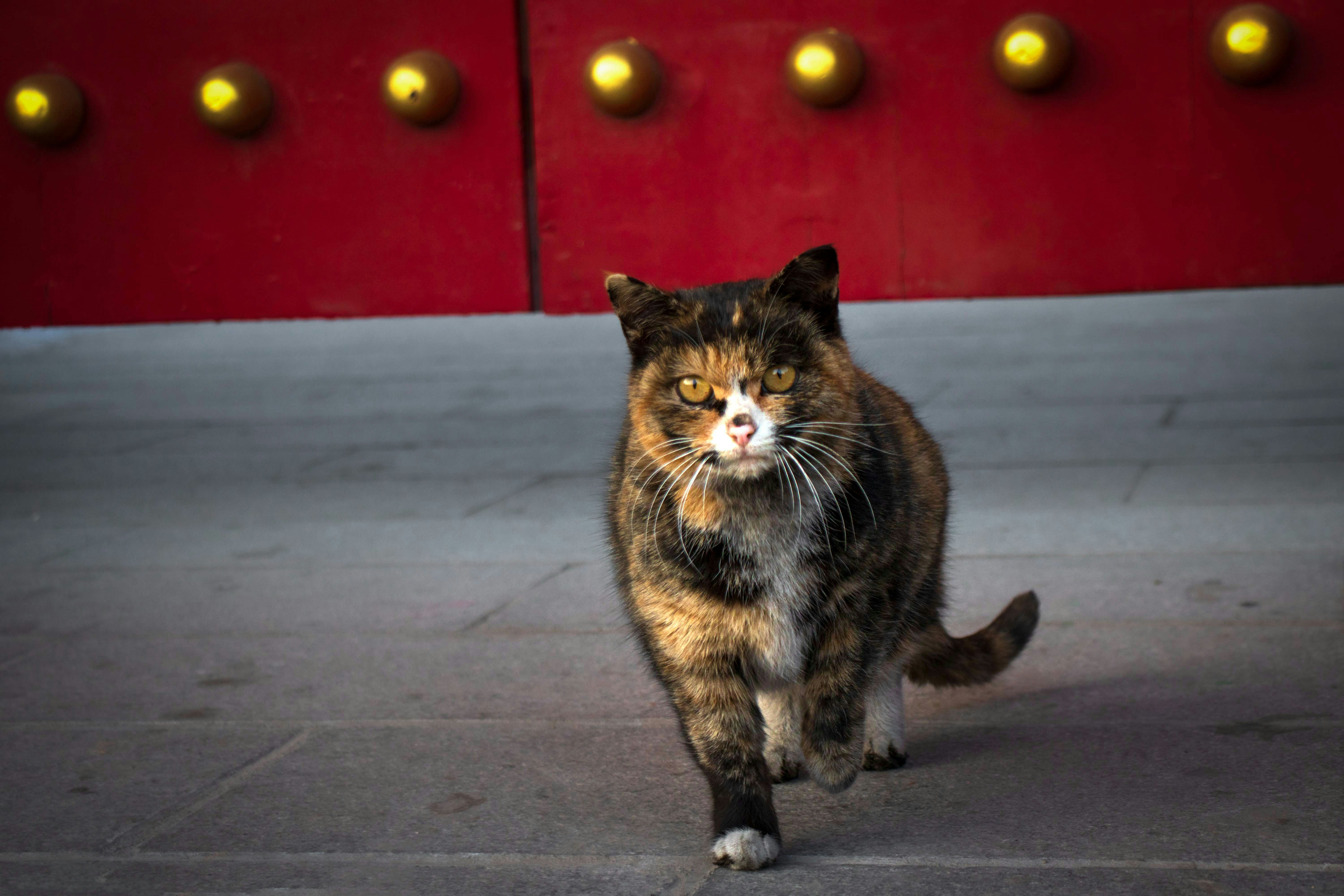 a cat that is walking on a sidewalk