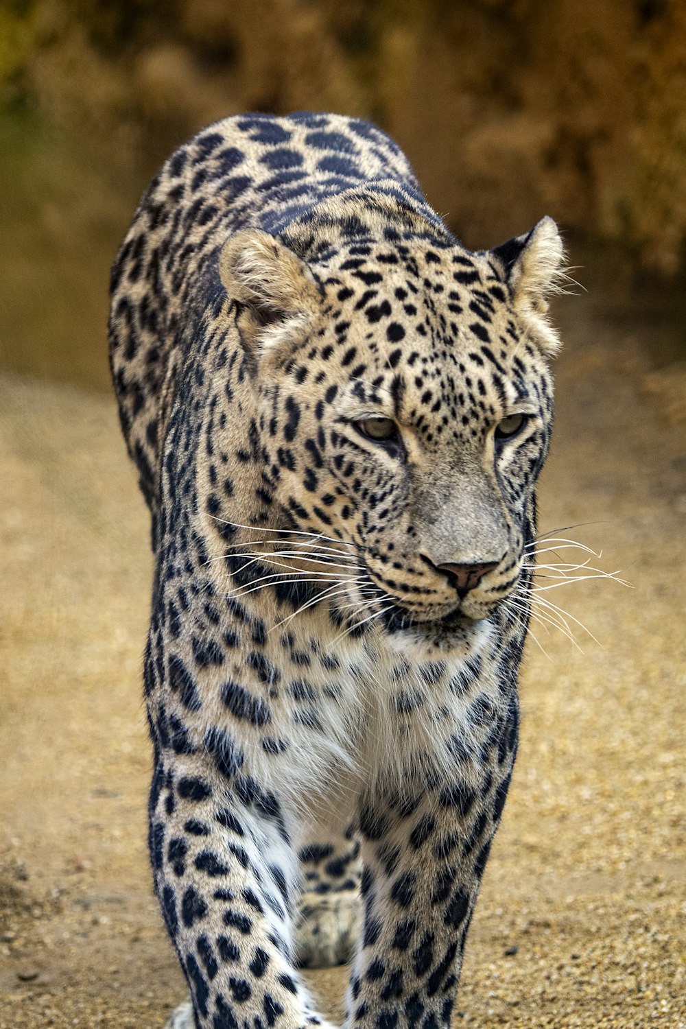 a large leopard walking across a dirt road