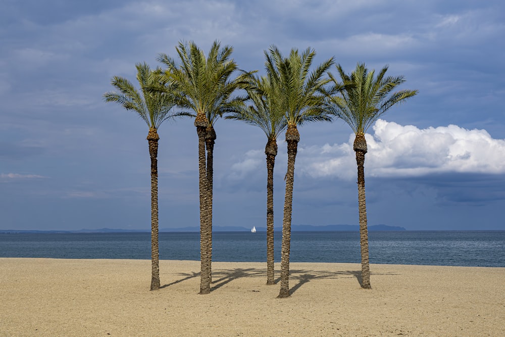 a row of palm trees sitting on top of a sandy beach