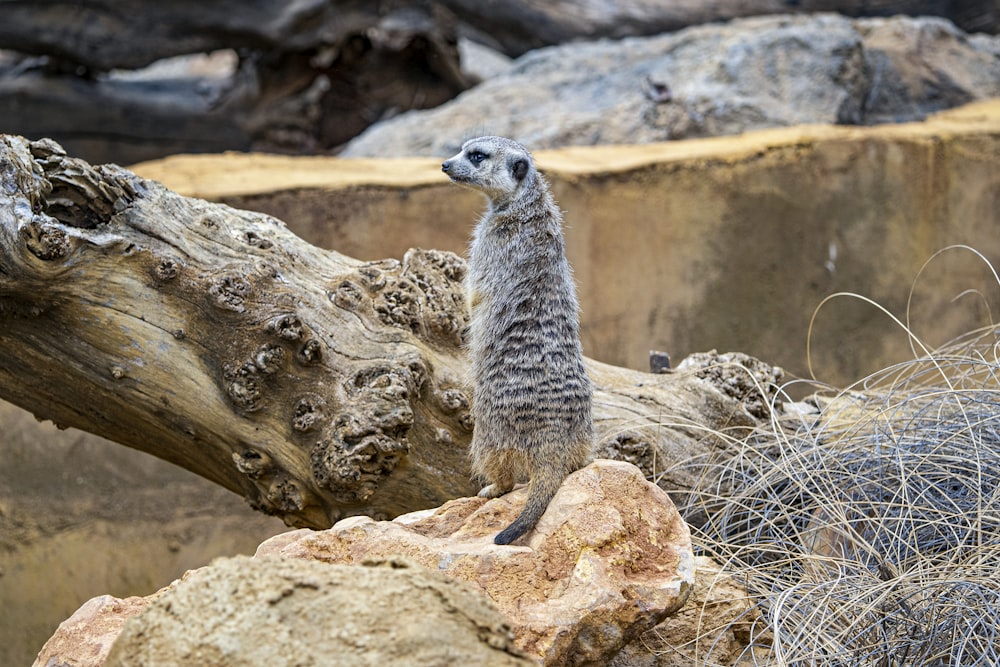 Un suricate debout sur un rocher près d’un arbre tombé