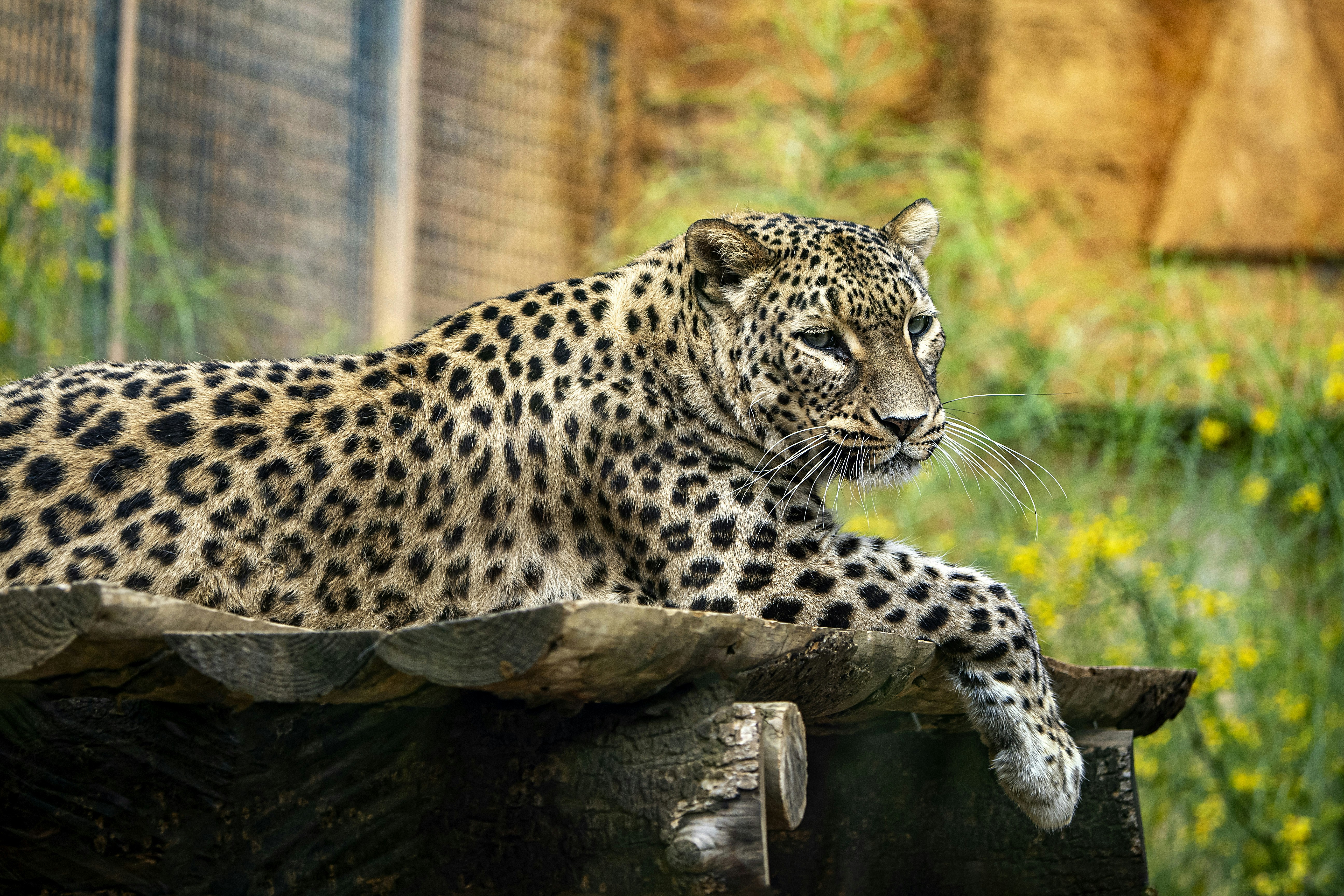 a large leopard laying on top of a rock
