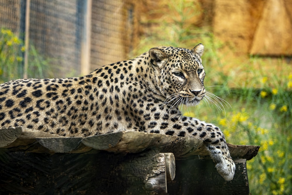 a large leopard laying on top of a rock
