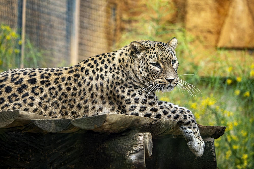 un grand léopard couché sur un rocher