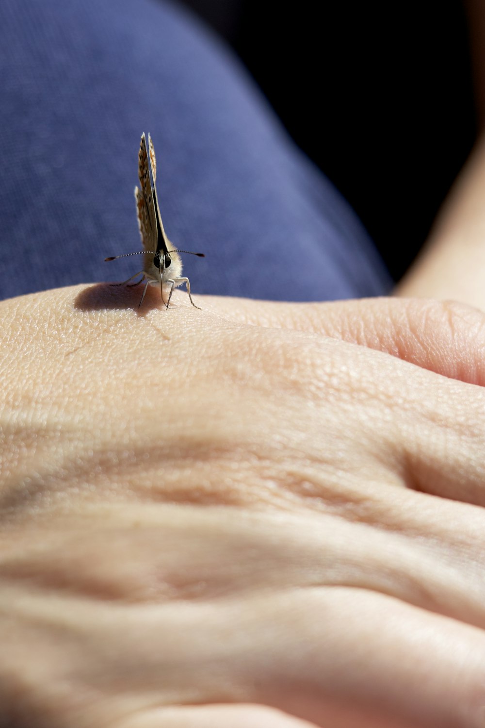 a close up of a person's hand holding a small insect