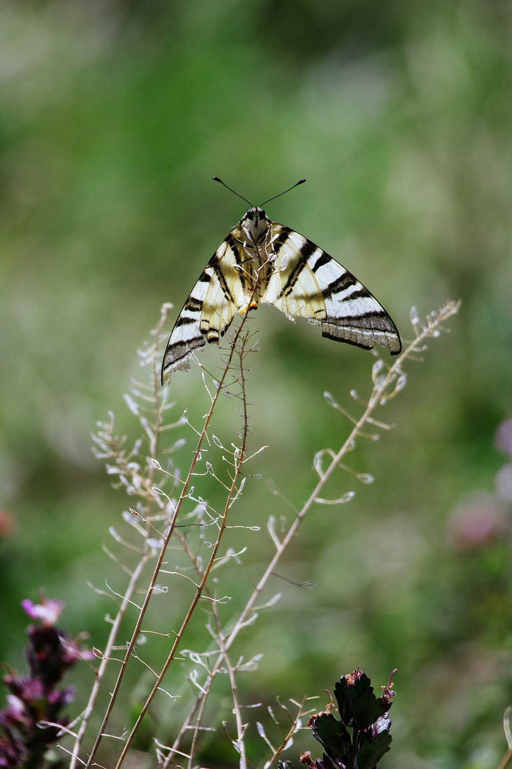 a striped butterfly sitting on top of a plant