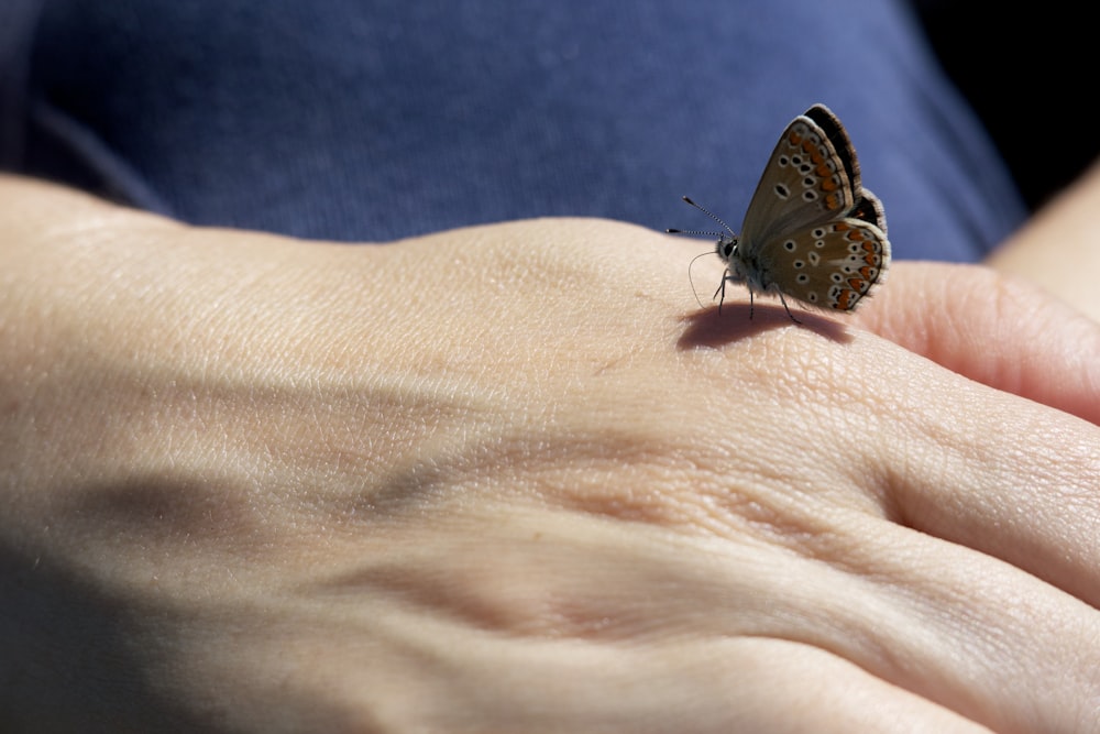 a small butterfly sitting on a person's hand