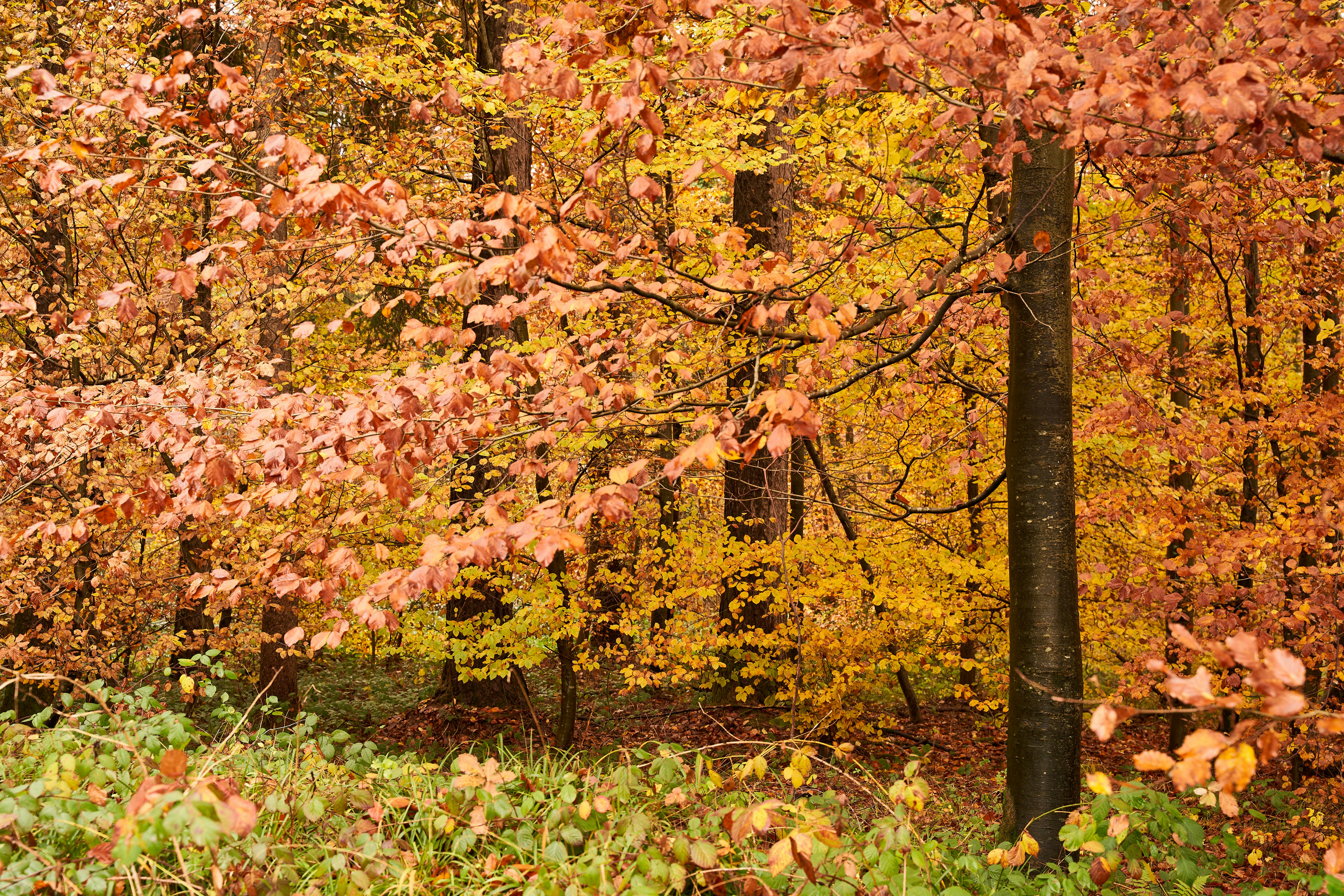 Photo by wolfgang_hasselmann