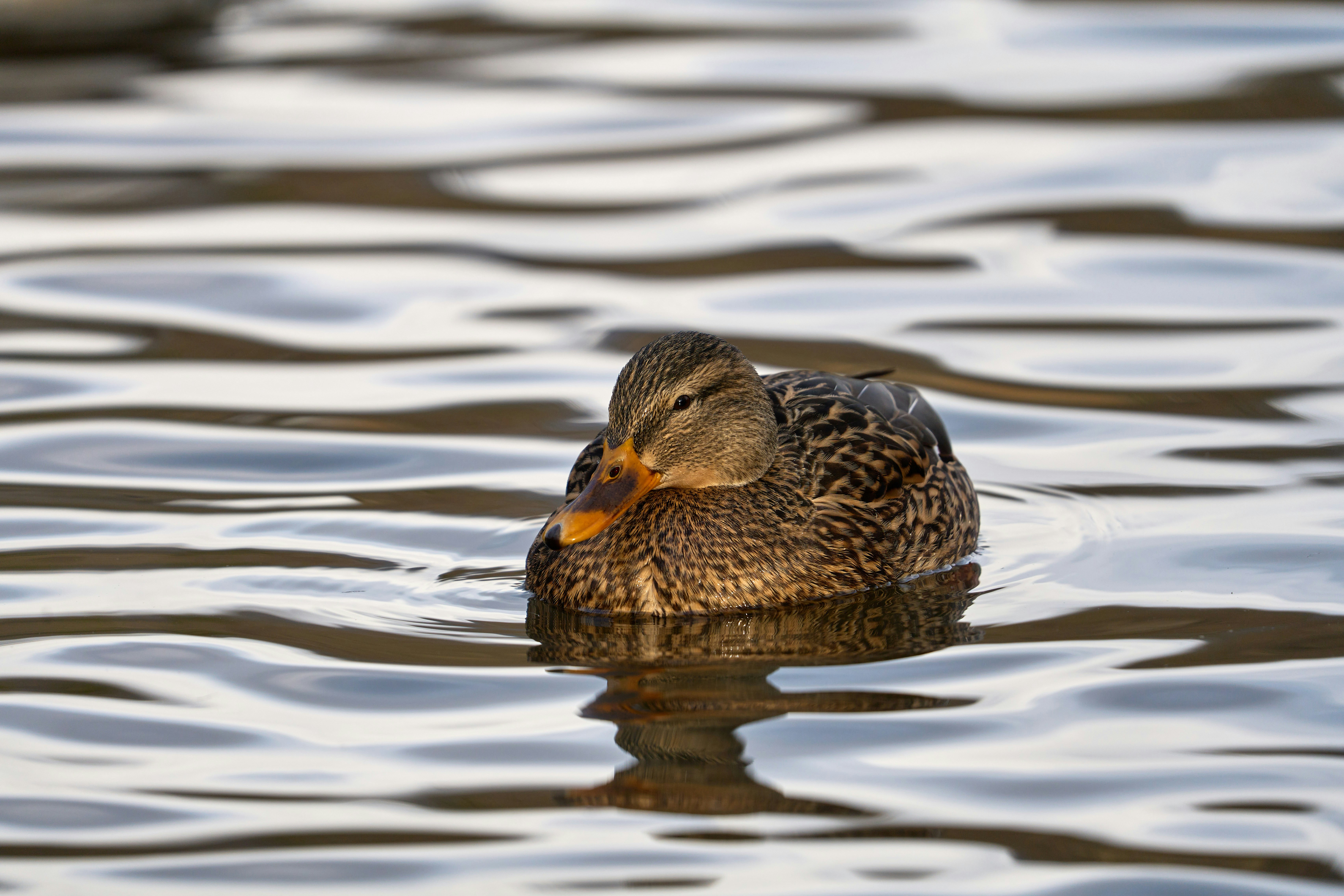 Photo by wolfgang_hasselmann