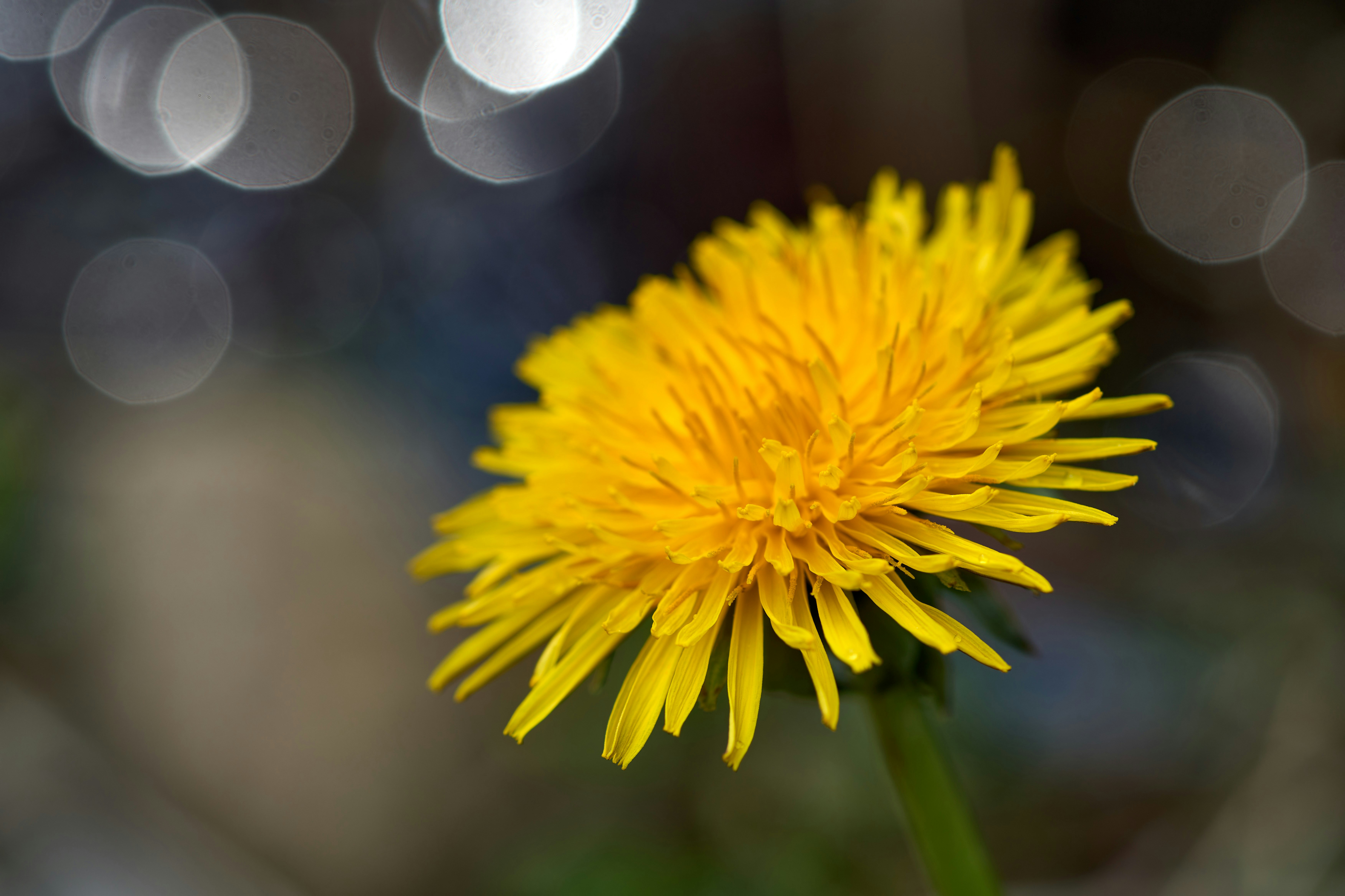 Photo by wolfgang_hasselmann