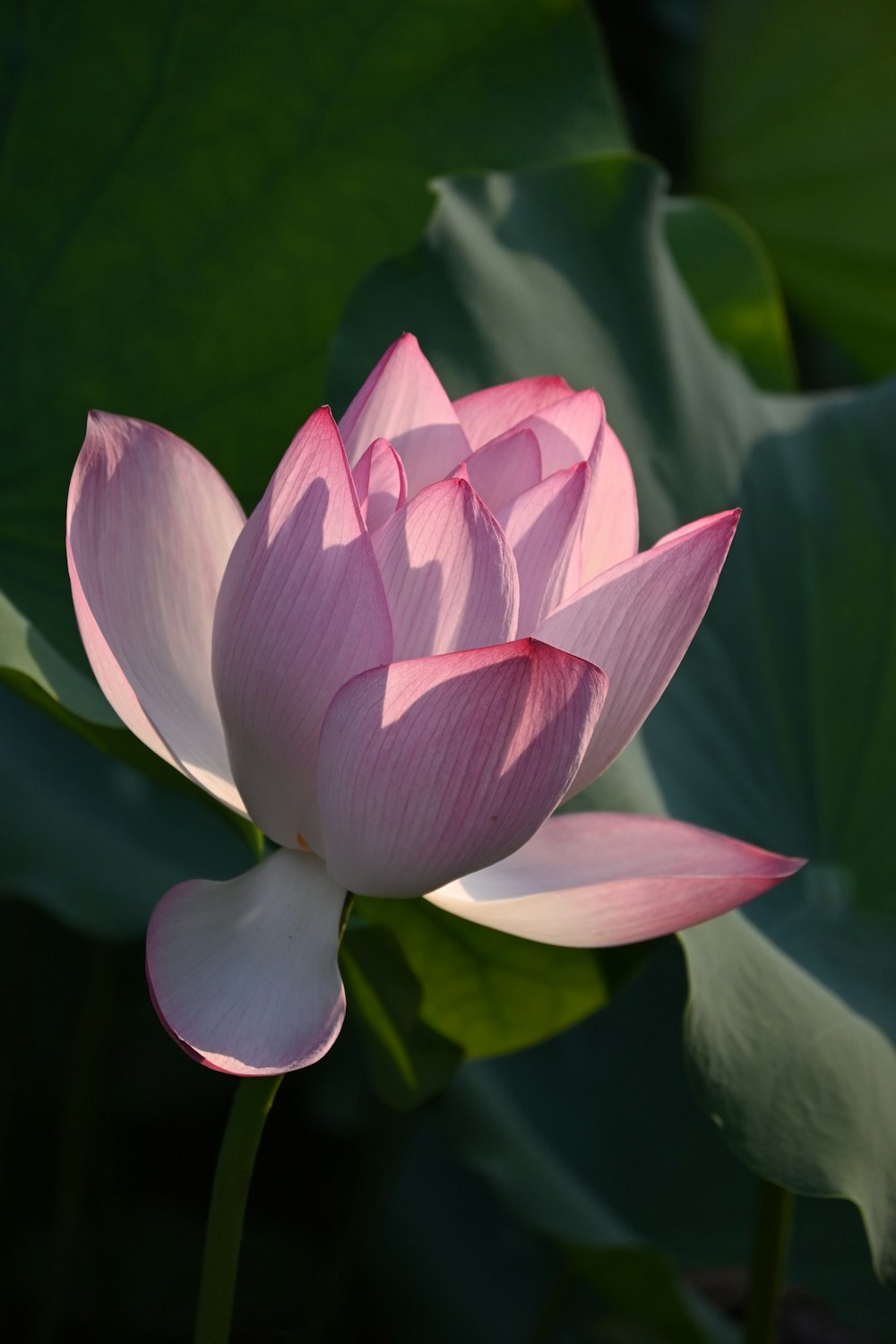 a pink lotus flower blooming in a pond