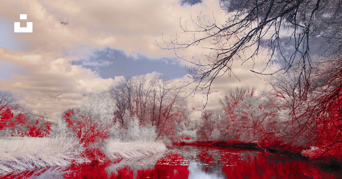 Une photo rouge et blanche d’arbres et d’eau photo – Photo En plein air ...
