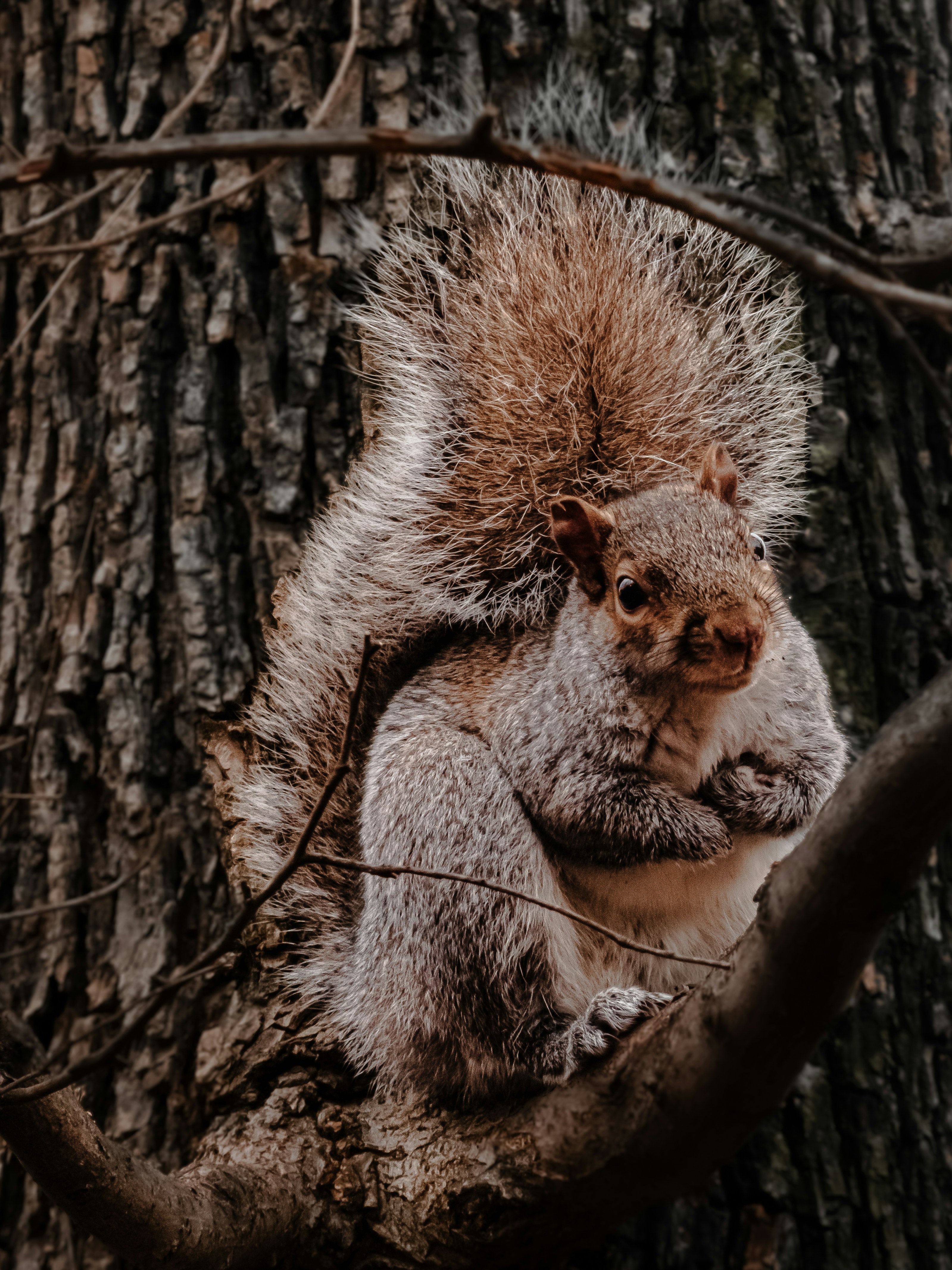 a squirrel sitting on top of a tree branch