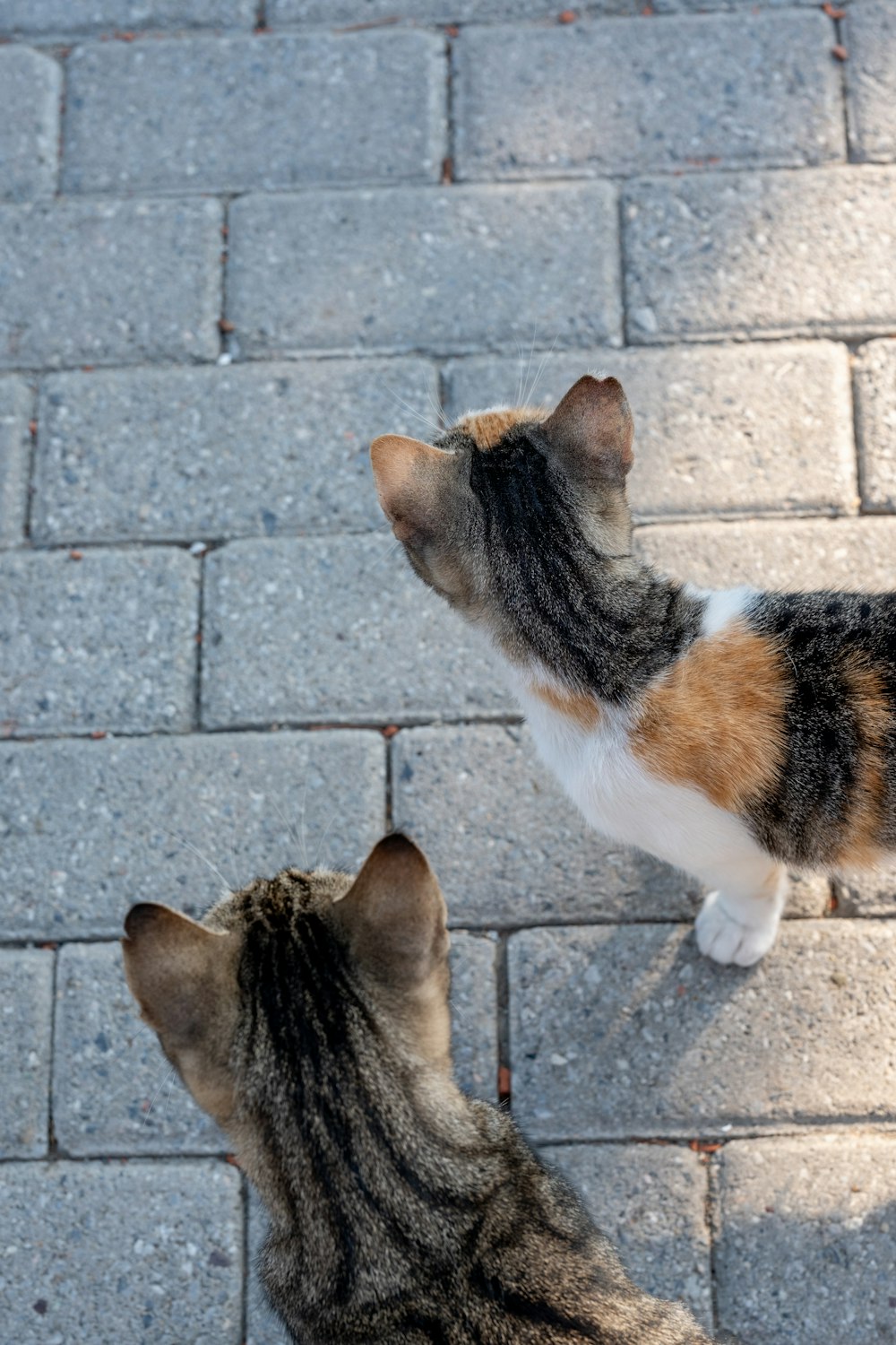 a couple of cats standing on top of a sidewalk