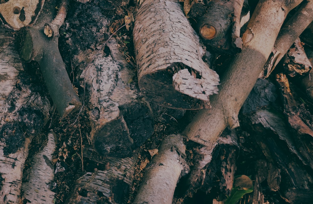 a pile of wood that has been cut down