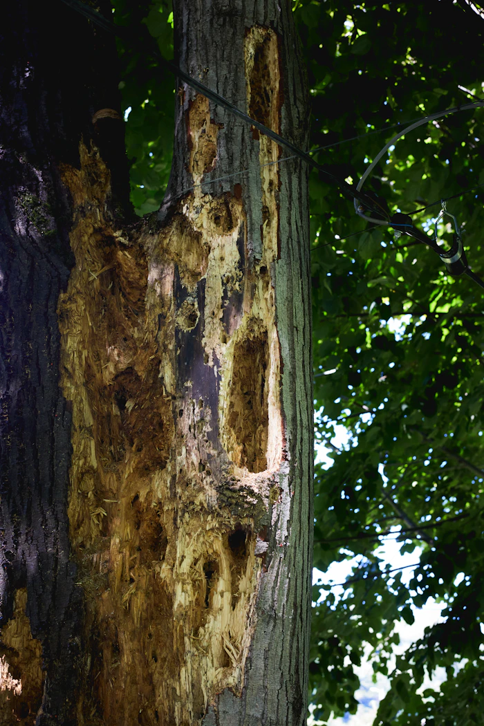 Wood surface with holes from pest damage