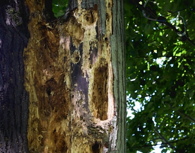 a tree that has a bunch of holes in it