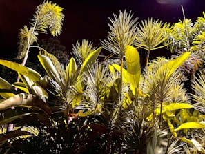 A dense cluster of tropical plants appears under bright lighting, with spiky leaves and large broad leaves contrasted against a dark background.