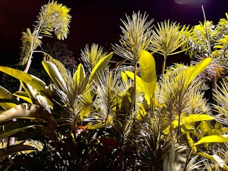 A dense cluster of tropical plants appears under bright lighting, with spiky leaves and large broad leaves contrasted against a dark background.