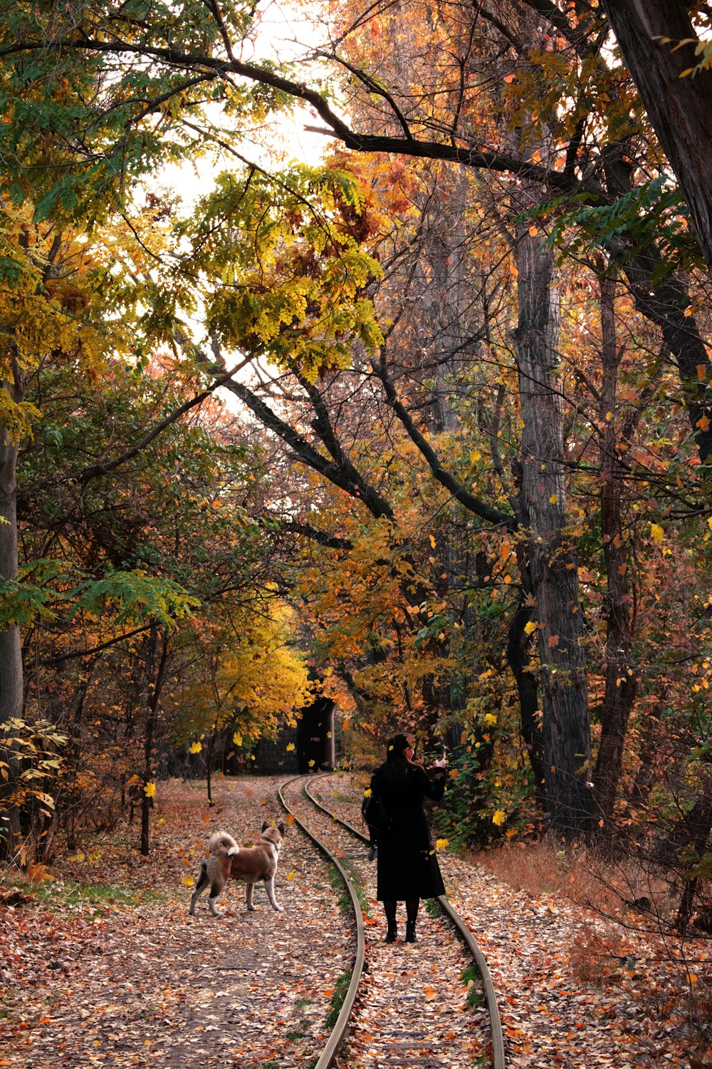 a person walking a dog on a train track