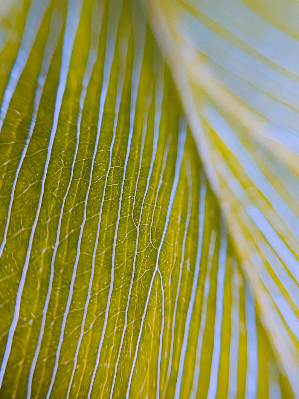 a close up view of a green leaf