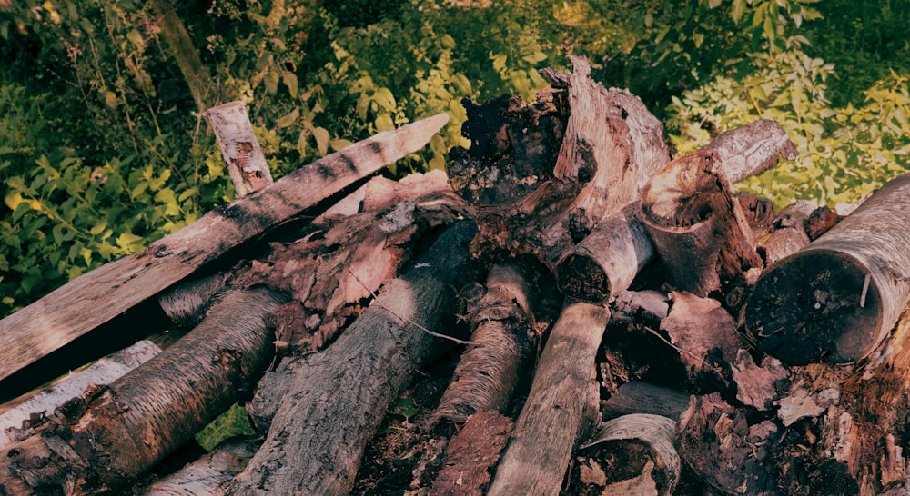 a pile of logs sitting next to a forest