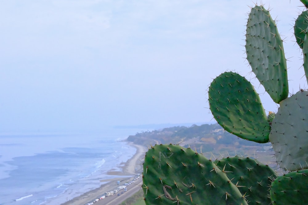 a cactus with a beach in the background