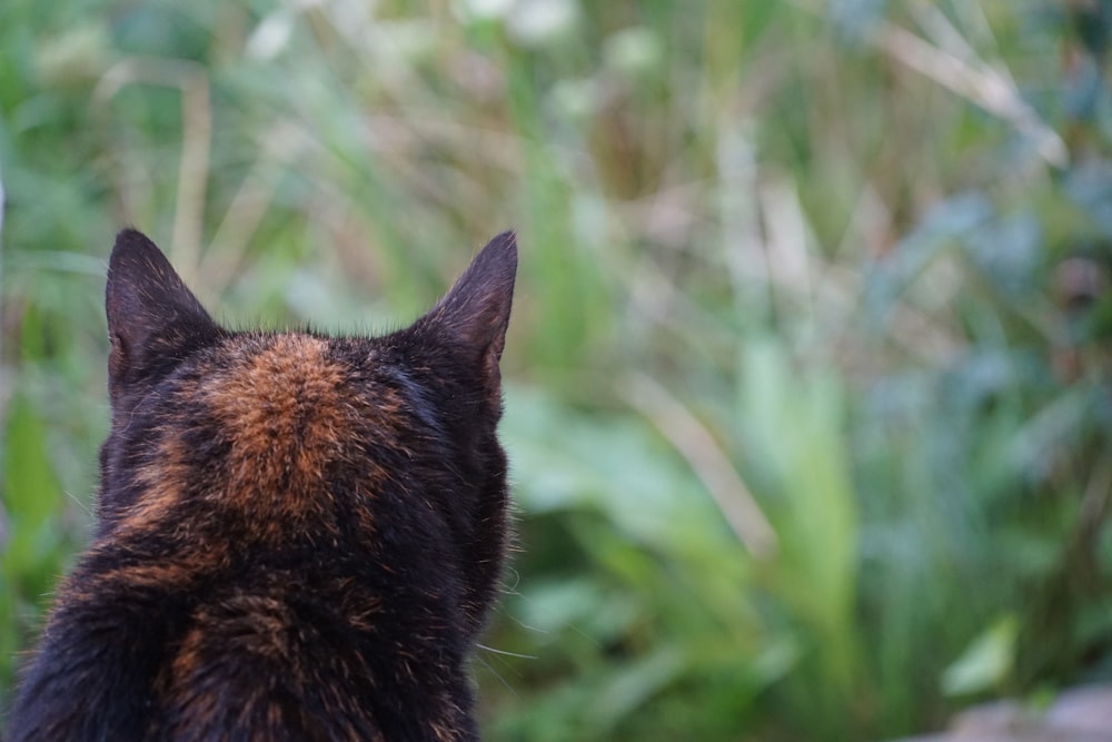 a close up of a cat's head with grass in the background