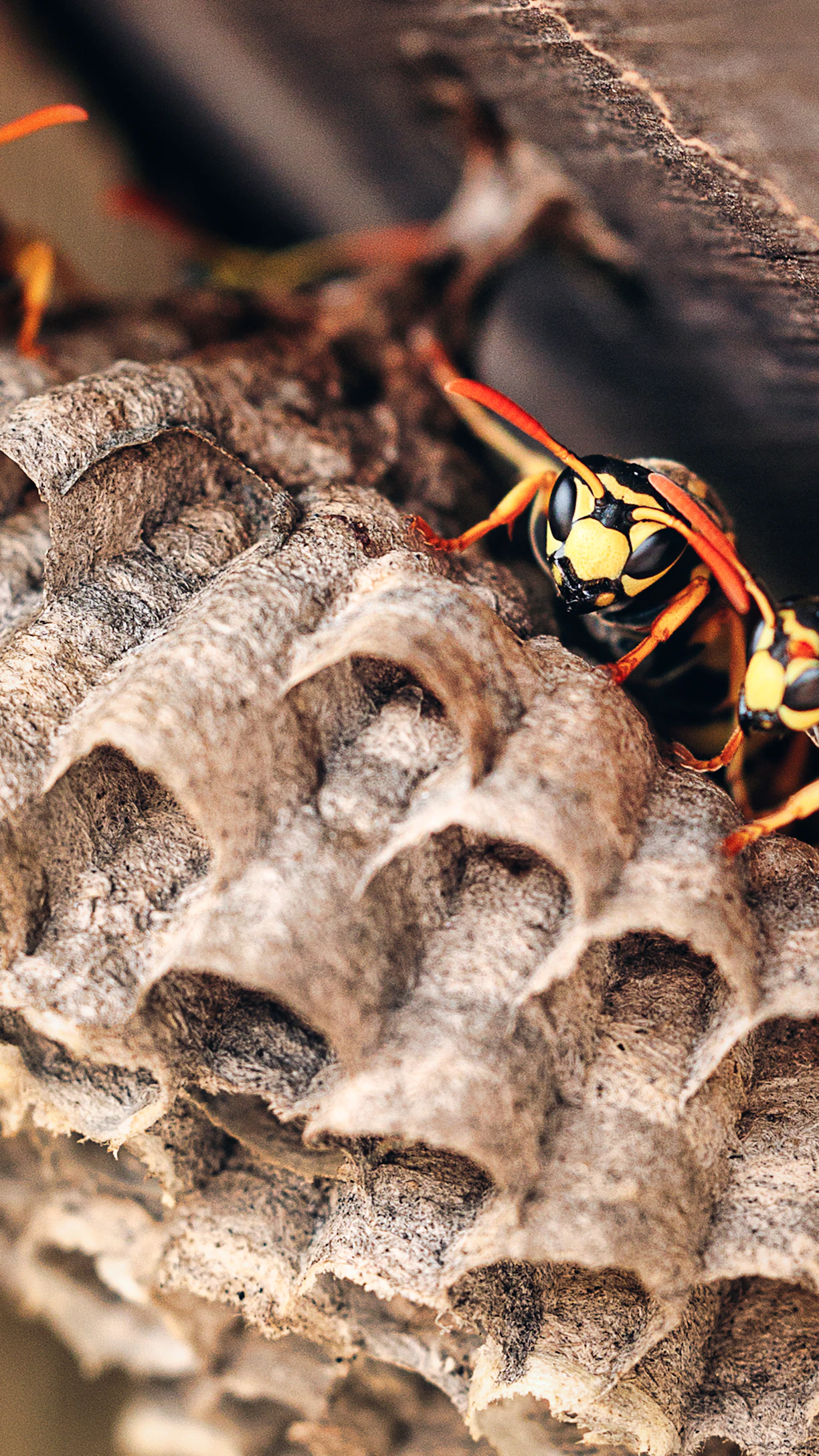 a close up of a yellow and black insect