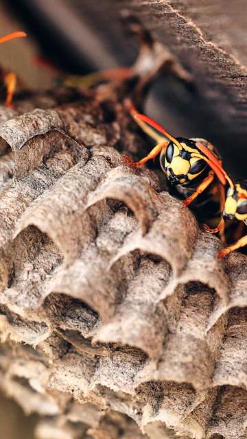a close up of a yellow and black insect