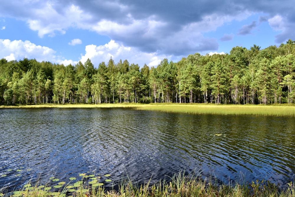 a large body of water surrounded by a forest