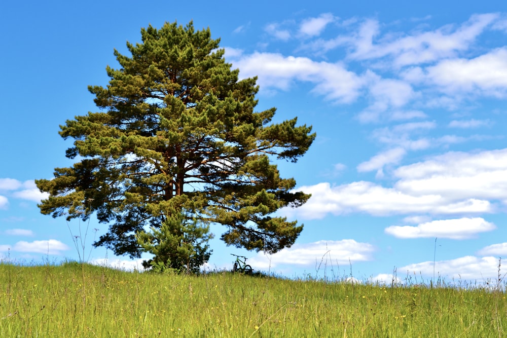 a lone tree in a grassy field under a blue sky