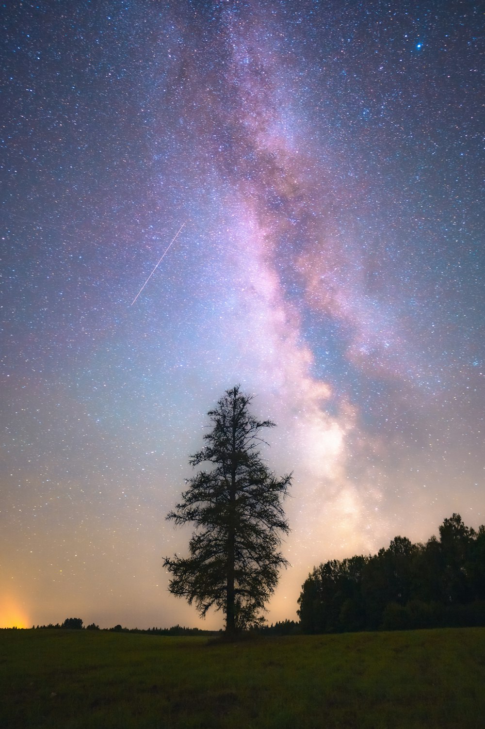 a tree in a field under a night sky filled with stars