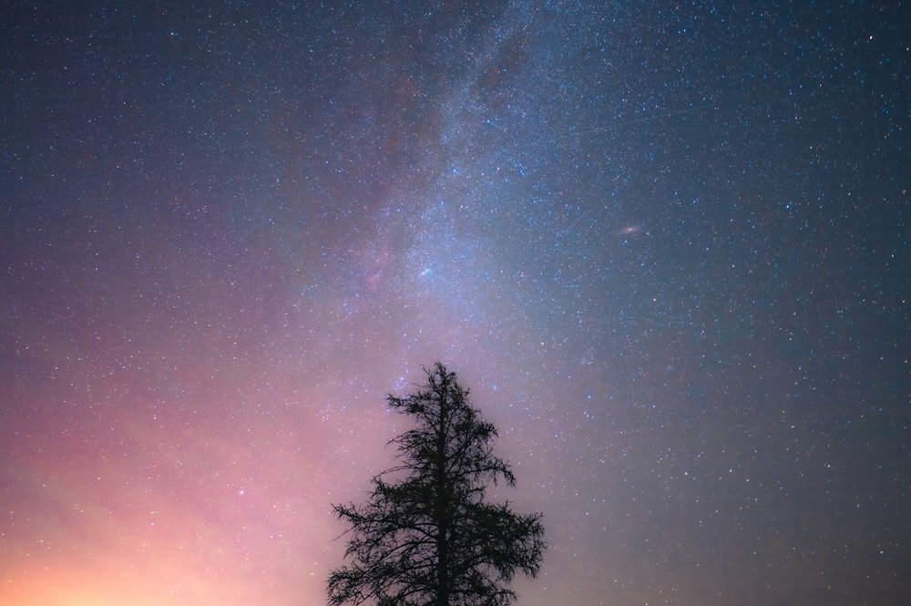 夜空を背景に一本の木がシルエットに