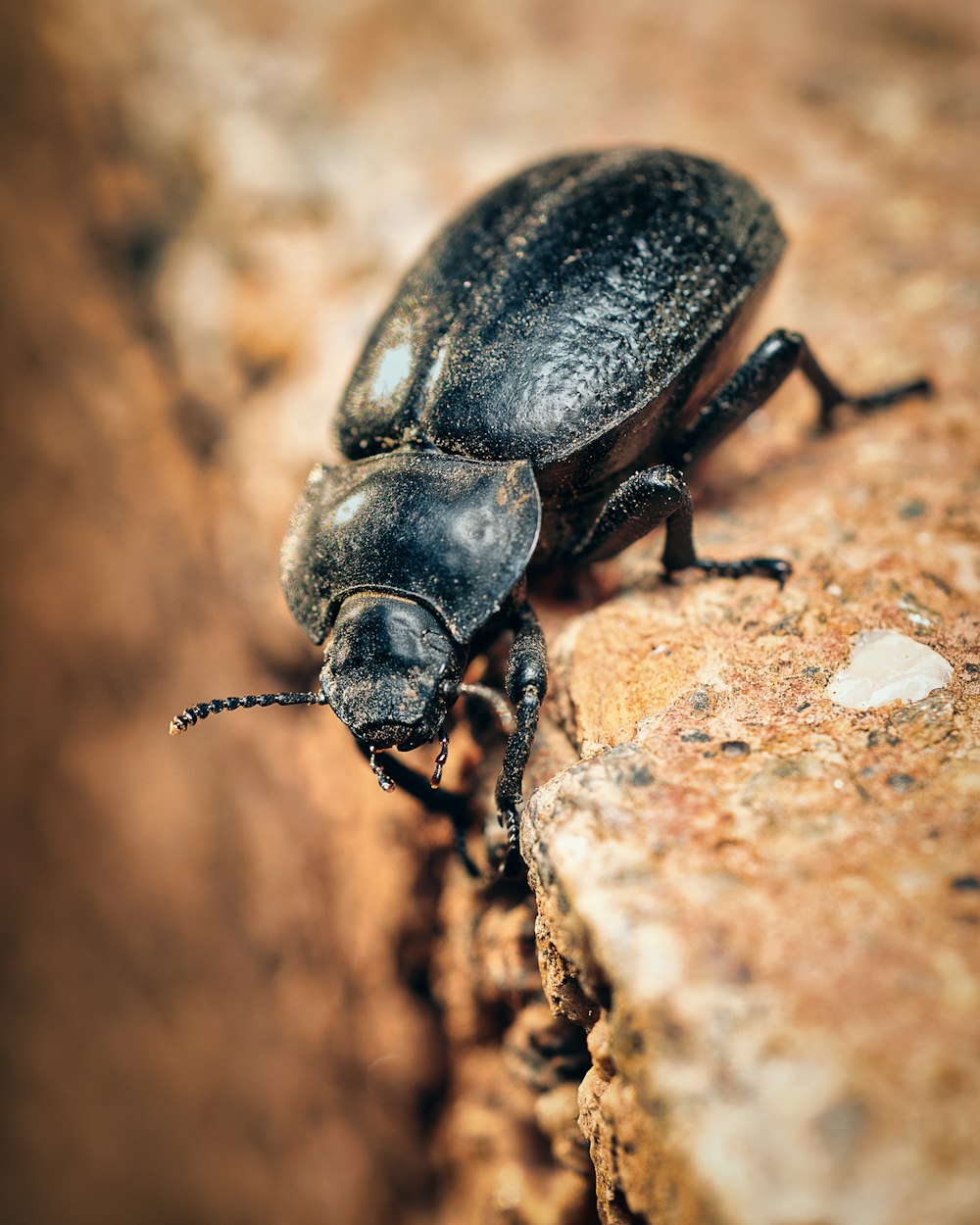 a close up of a beetle on a rock