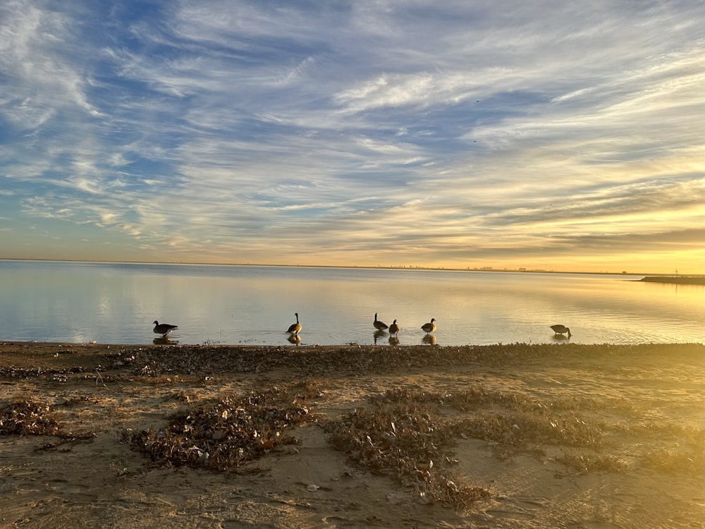 Una bandada de pájaros de pie en la cima de una playa de arena