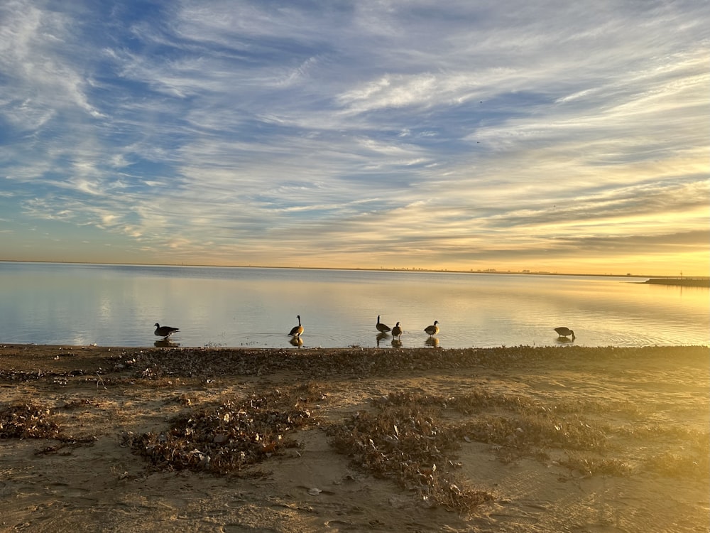 a flock of birds standing on top of a sandy beach