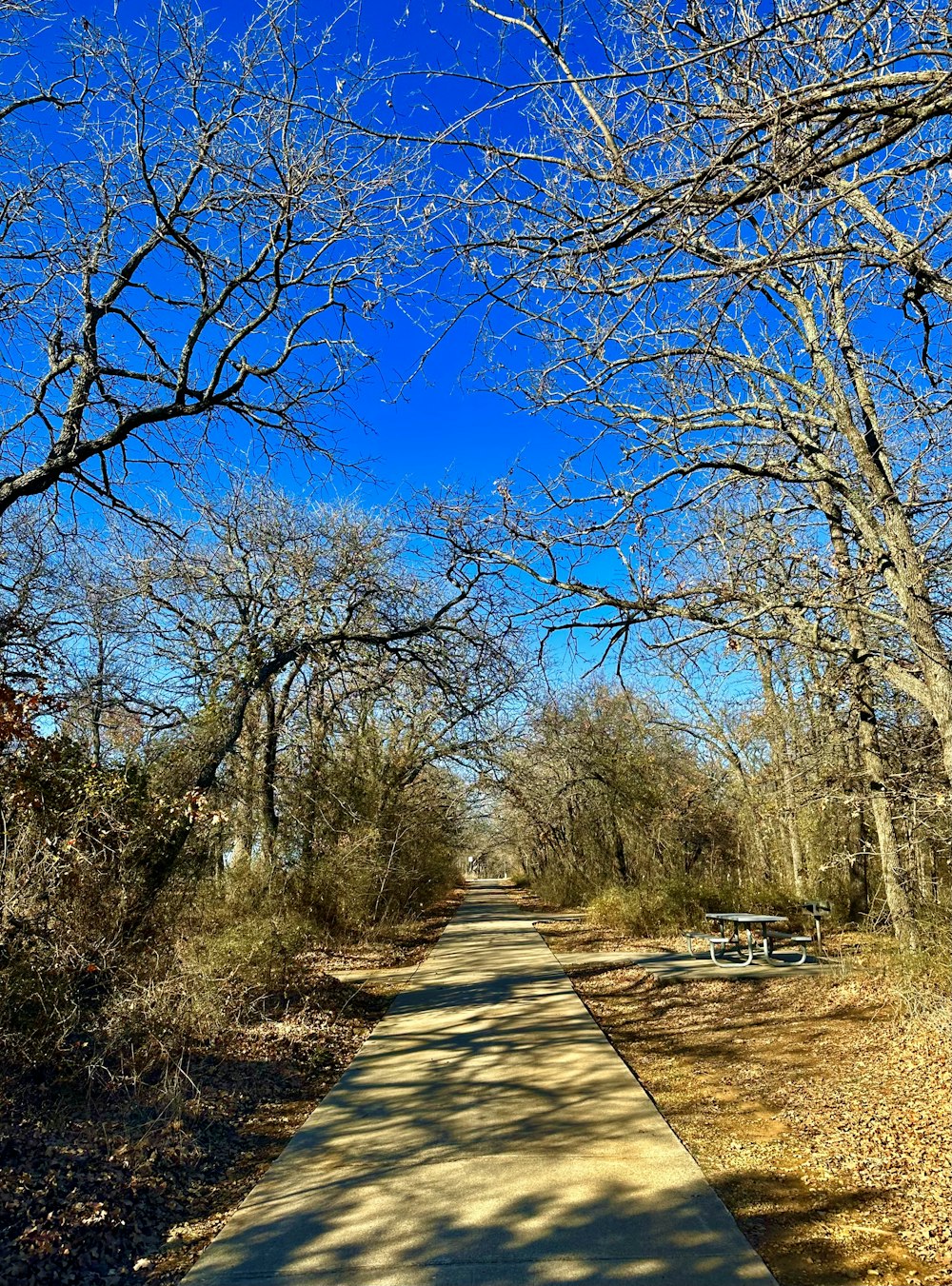 a path in the middle of a wooded area