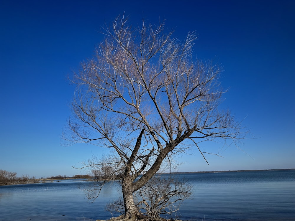 a bare tree sitting on the shore of a lake