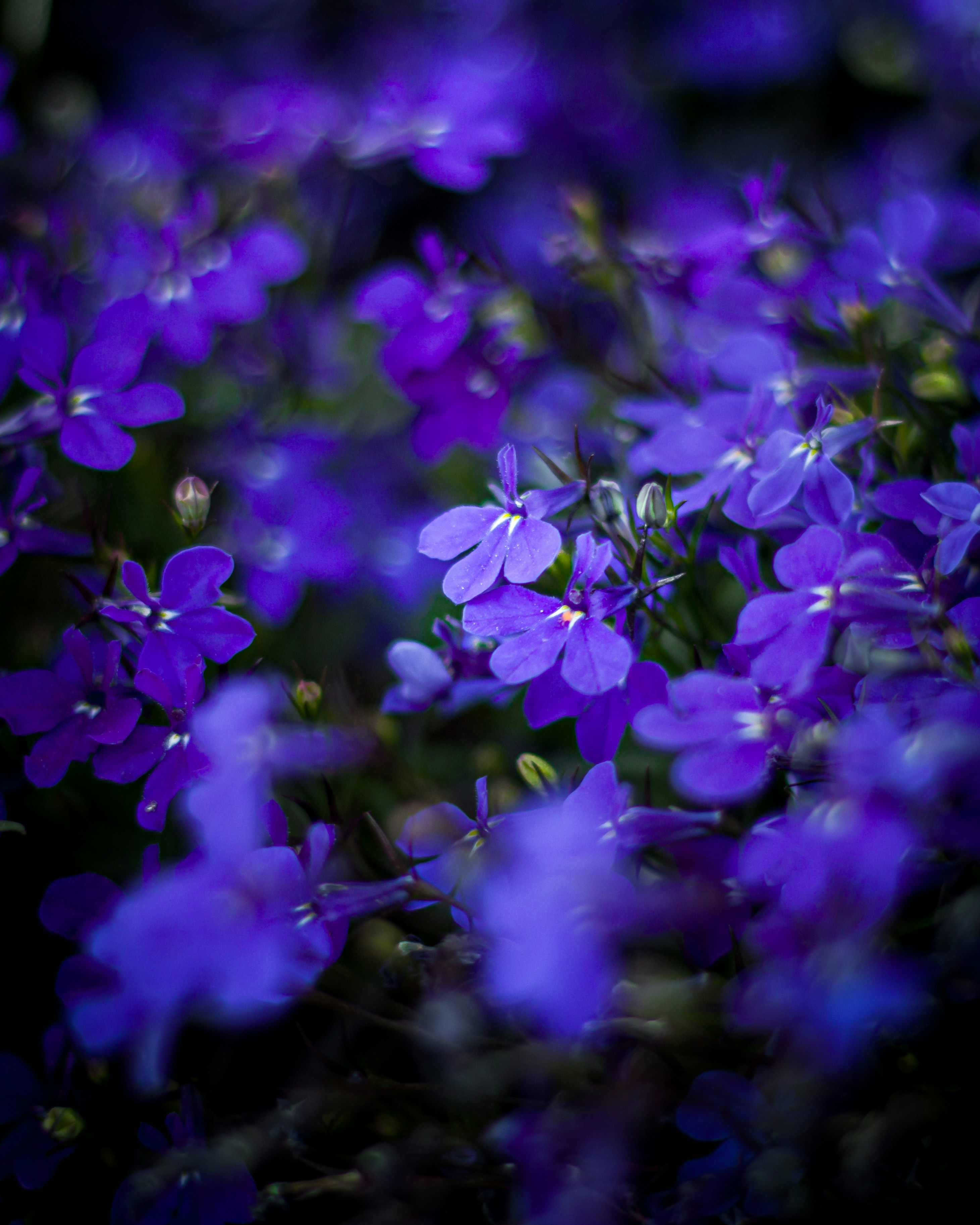 a bunch of purple flowers that are in the grass