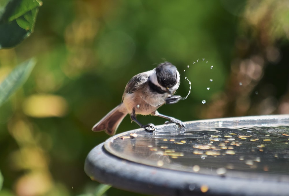 a small bird is drinking water from a bird bath