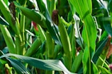 Close-up of healthy green corn plants with tassels emerging in the sunlight