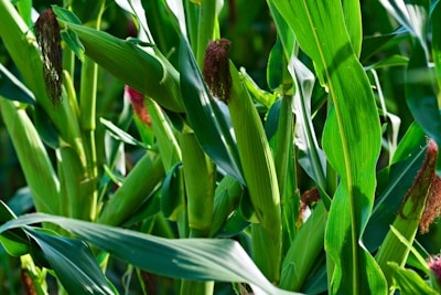 Close-up of healthy green corn plants with tassels emerging in the sunlight