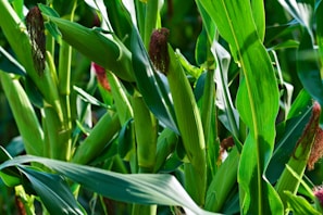a close up of a plant with green leaves