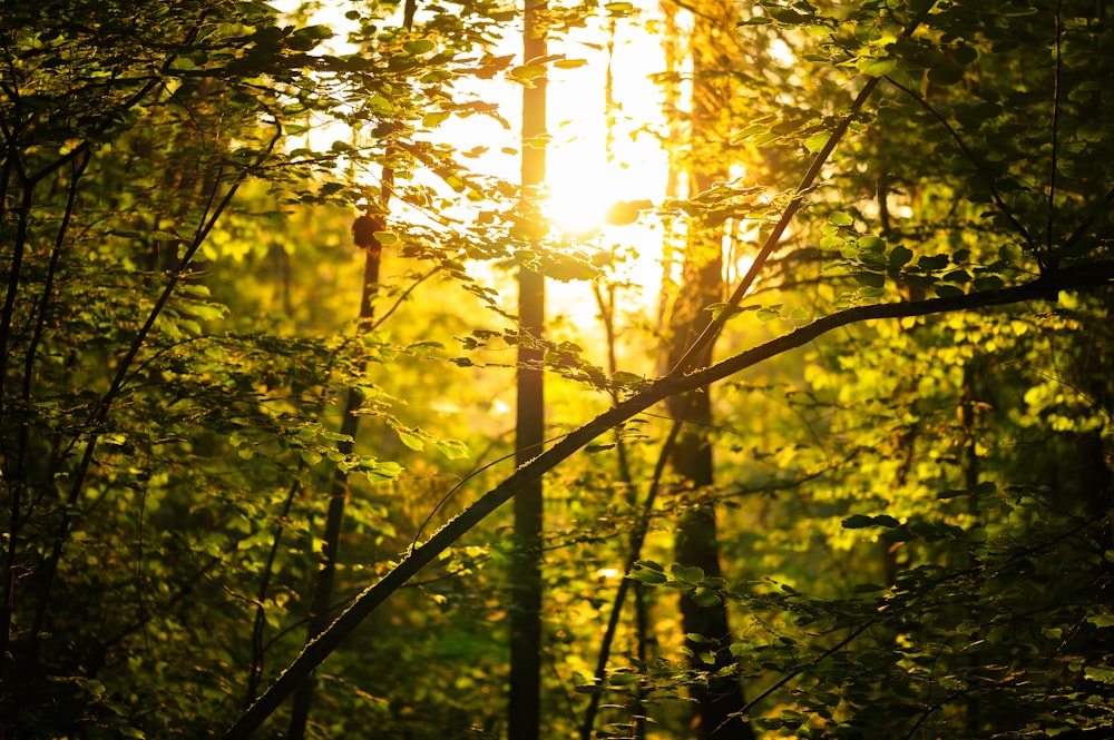 the sun is shining through the trees in the forest