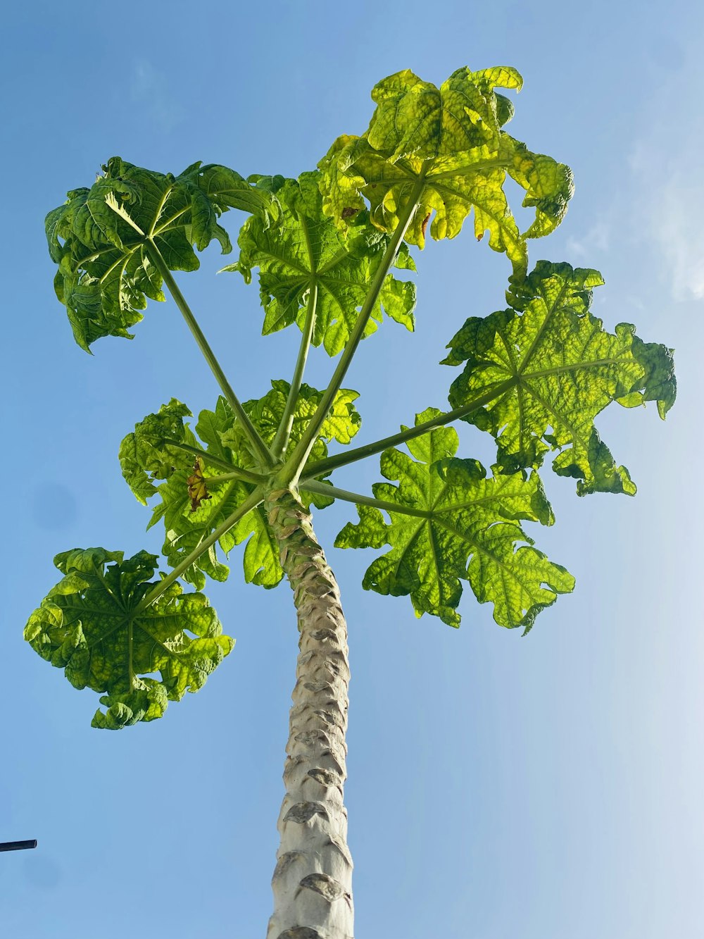 a tall tree with green leaves against a blue sky